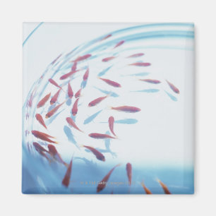 Goldfisch 6 magnet
