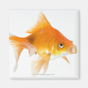 Goldfisch auf weißem Hintergrund Magnet