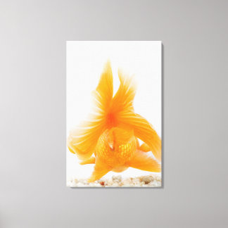 Goldfisch (Carassius auratus) 2 Leinwanddruck
