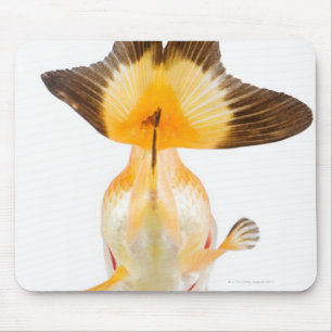 Goldfisch (Carassius auratus) 2 Mousepad