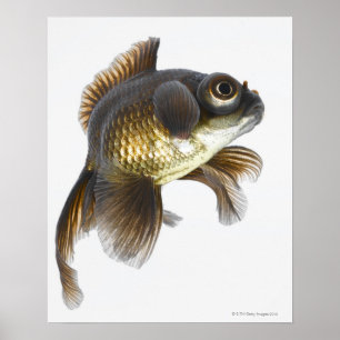 Goldfisch (Carassius auratus) 2 Poster