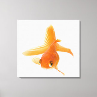 Goldfisch (Carassius auratus) Leinwanddruck