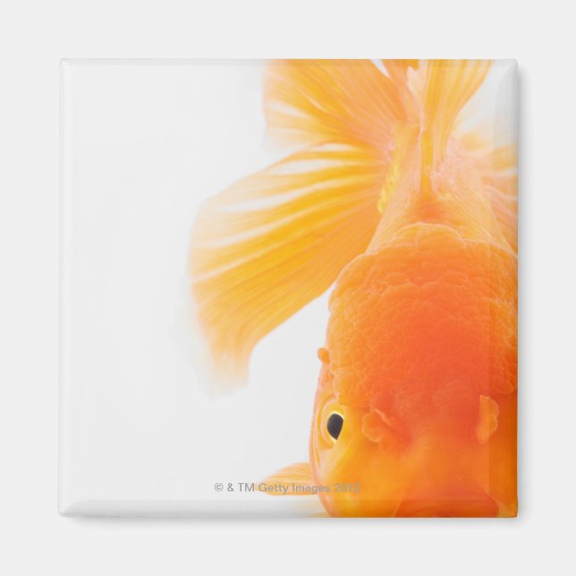 Goldfisch (Carassius auratus) Magnet (Vorne)