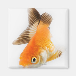 Goldfisch (Carassius auratus) Magnet