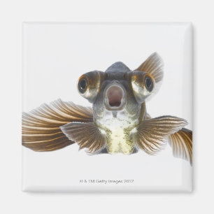 Goldfisch (Carassius auratus) Magnet