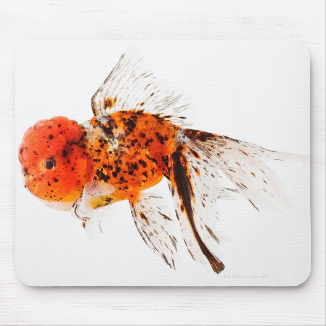Goldfisch (Carassius auratus) Mousepad (Vorne)