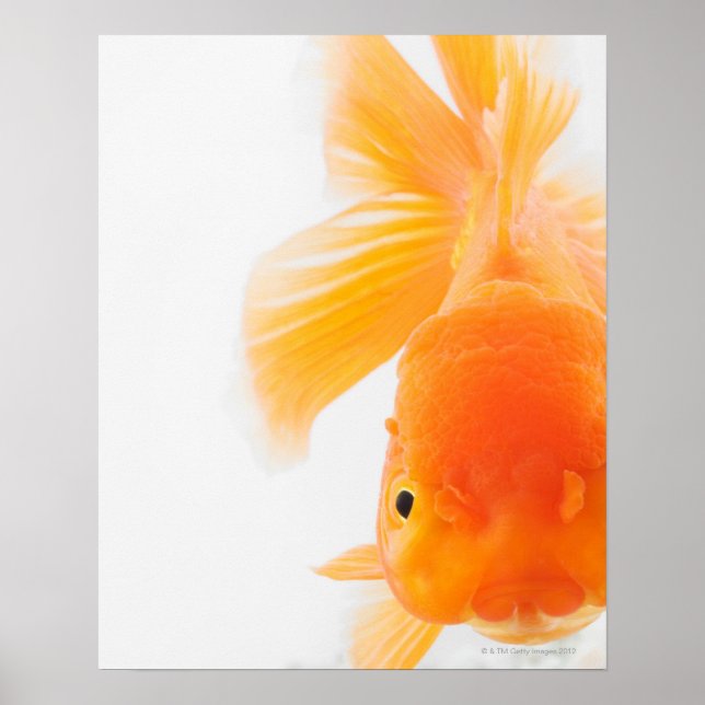 Goldfisch (Carassius auratus) Poster (Vorne)