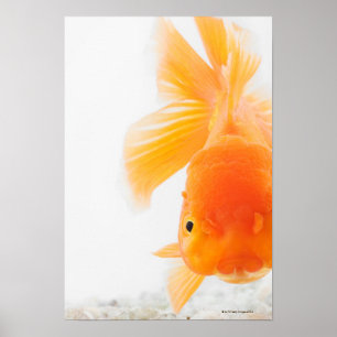 Goldfisch (Carassius auratus) Poster