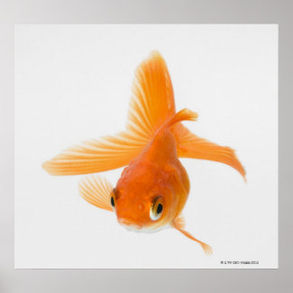 Goldfisch (Carassius auratus) Poster