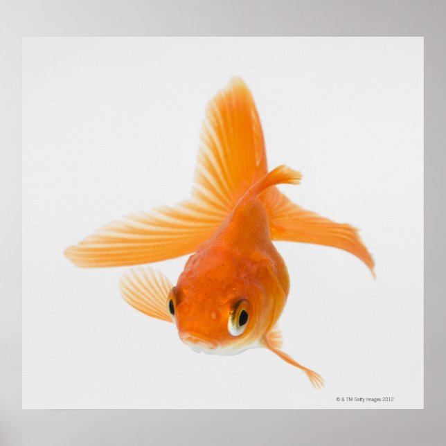 Goldfisch (Carassius auratus) Poster (Vorne)