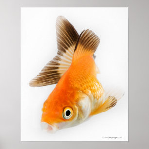 Goldfisch (Carassius auratus) Poster
