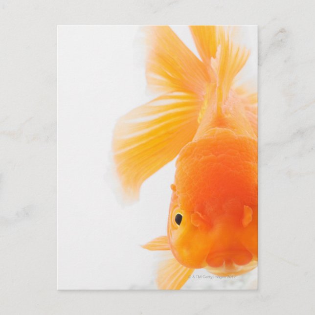 Goldfisch (Carassius auratus) Postkarte (Vorderseite)