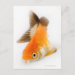 Goldfisch (Carassius auratus) Postkarte