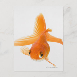 Goldfisch (Carassius auratus) Postkarte