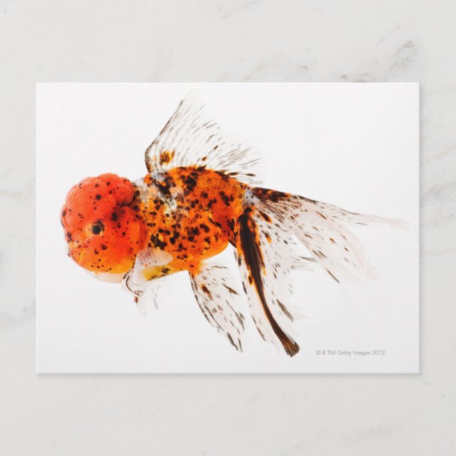 Goldfisch (Carassius auratus). Postkarte (Vorderseite)