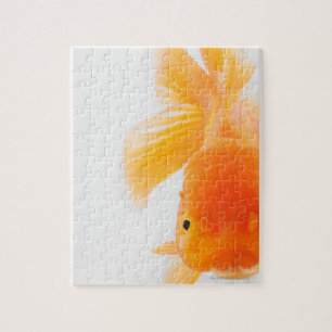 Goldfisch (Carassius auratus) Puzzle