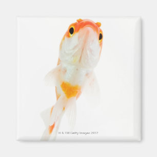 Goldfisch (Comet/Comet-tails) Magnet
