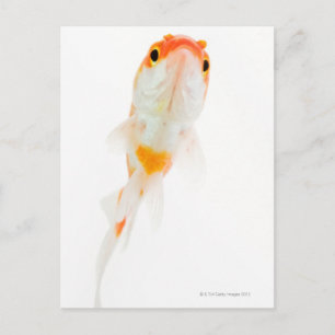 Goldfisch (Comet/Comet-tails) Postkarte