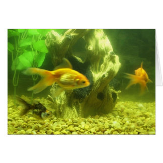 Goldfisch drei