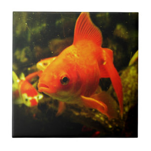 Goldfisch Fliese