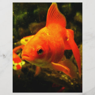 Goldfisch Flyer