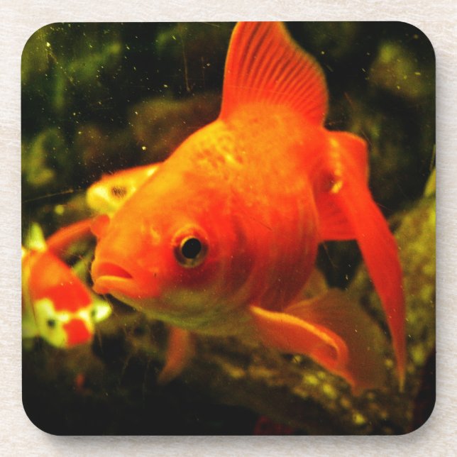 Goldfisch Getränkeuntersetzer (Vorderseite)