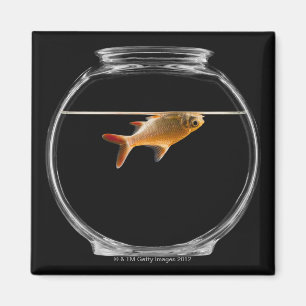 Goldfisch in Schüssel 2 Magnet