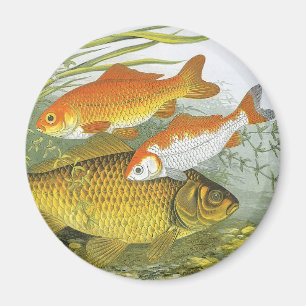 Goldfisch Koi Fisch, Vintage Meeresleben Wasserwel Magnet