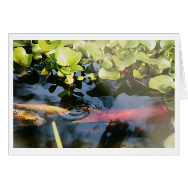 Goldfisch-leere Karten (Vorderseite (Horizontal))