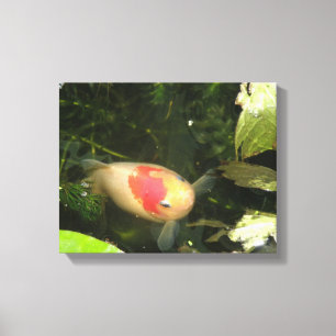 Goldfisch Leinwandbild Leinwanddruck