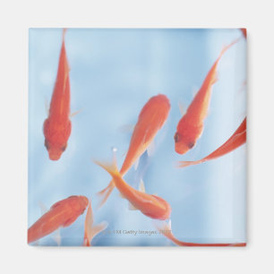 Goldfisch Magnet