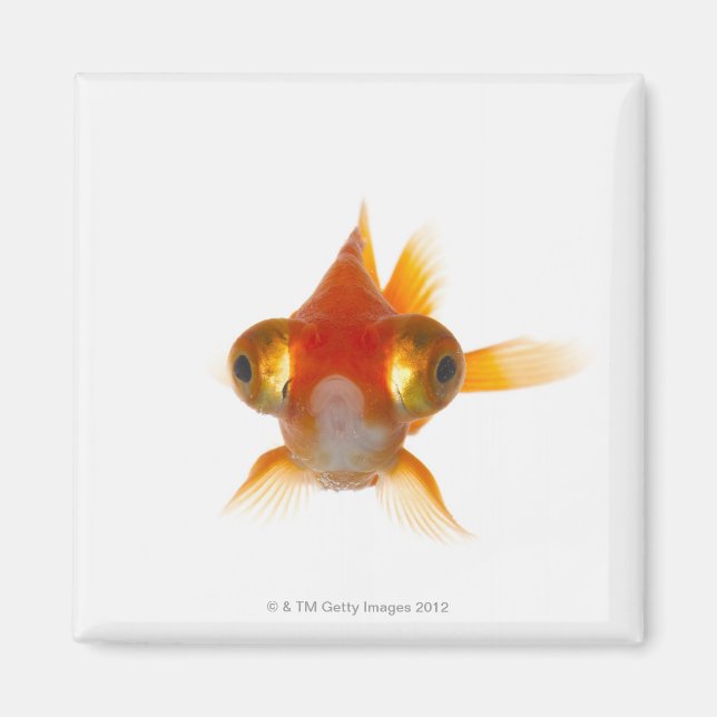 Goldfisch mit großen Augen 2 Magnet (Vorne)
