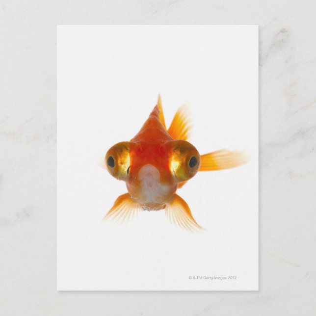 Goldfisch mit großen Augen 2 Postkarte (Vorderseite)