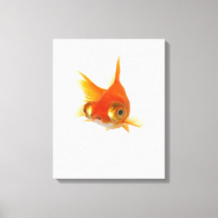 Goldfisch mit großen Augen Leinwanddruck