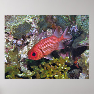 Goldfisch Poster