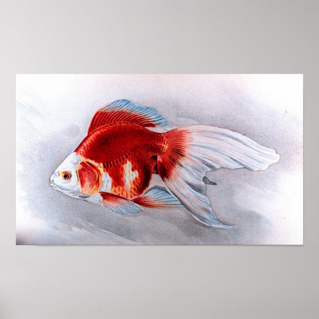 Goldfisch Poster (Vorne)