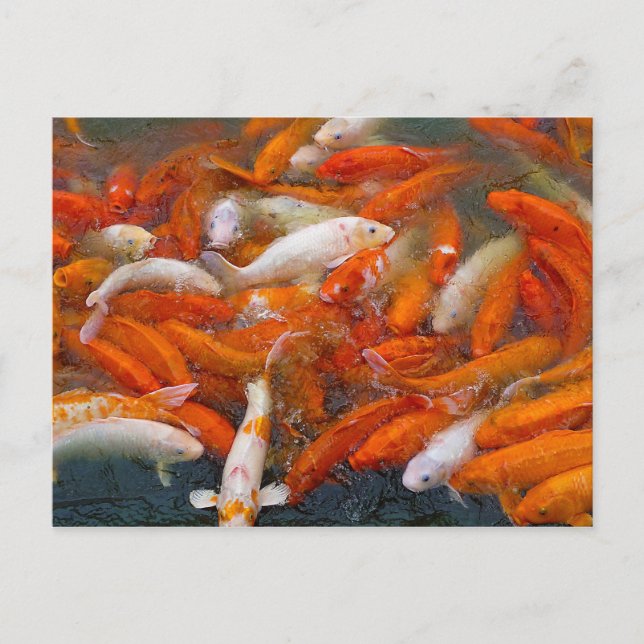 Goldfisch Postkarte (Vorderseite)