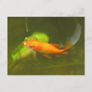 Goldfisch Postkarte
