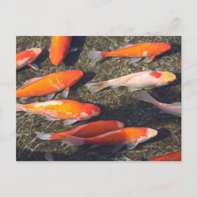 Goldfisch Postkarte (Vorderseite)