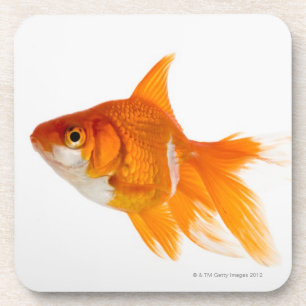 Goldfisch, Seitenansicht Getränkeuntersetzer