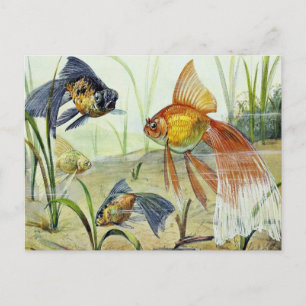 Goldfisch Vintage Kunst Postkarte