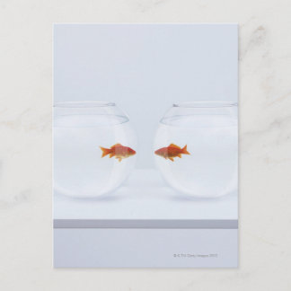 Goldfische in separaten Fischschalen, die von Ange Postkarte