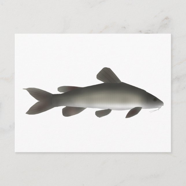 Goldfische Postkarte (Vorderseite)