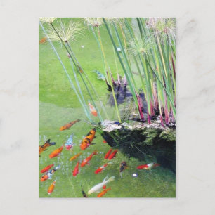 Goldfische Postkarte