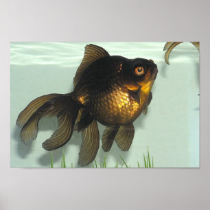 Goldfischportfolio Poster