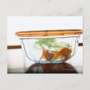 Goldfischschale Postkarte