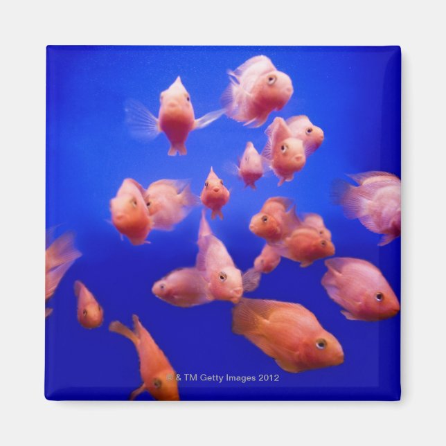 Goldfish 2 magnet (Vorne)