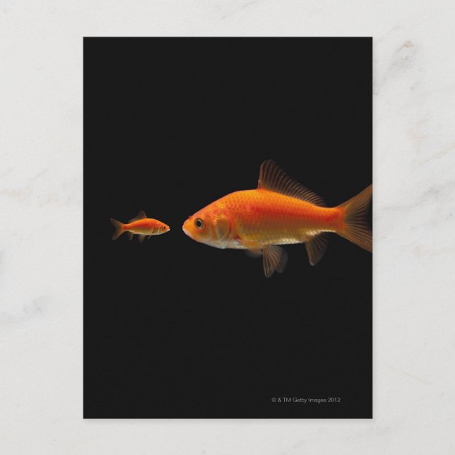 Goldfish 3 postkarte (Vorderseite)