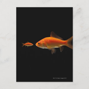 Goldfish 3 postkarte