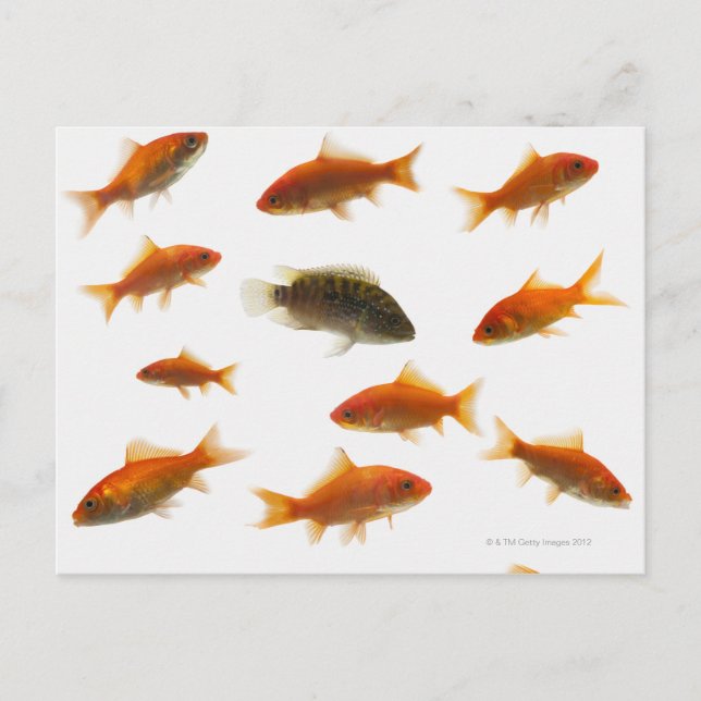 Goldfish 3 postkarte (Vorderseite)